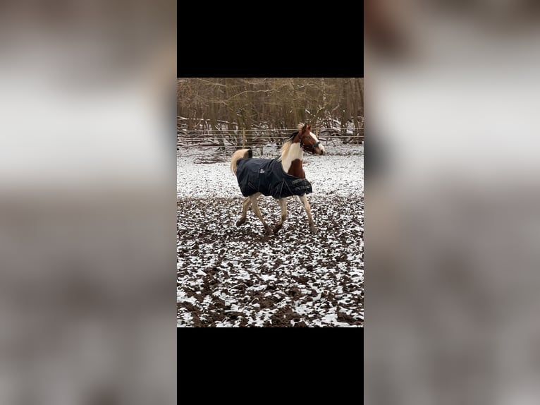 Paint Horse Mix Stute 3 Jahre 147 cm Schecke in Galenberg