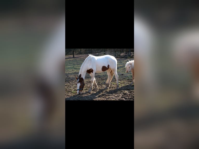 Paint Horse Mix Stute 3 Jahre 147 cm Schecke in Galenberg