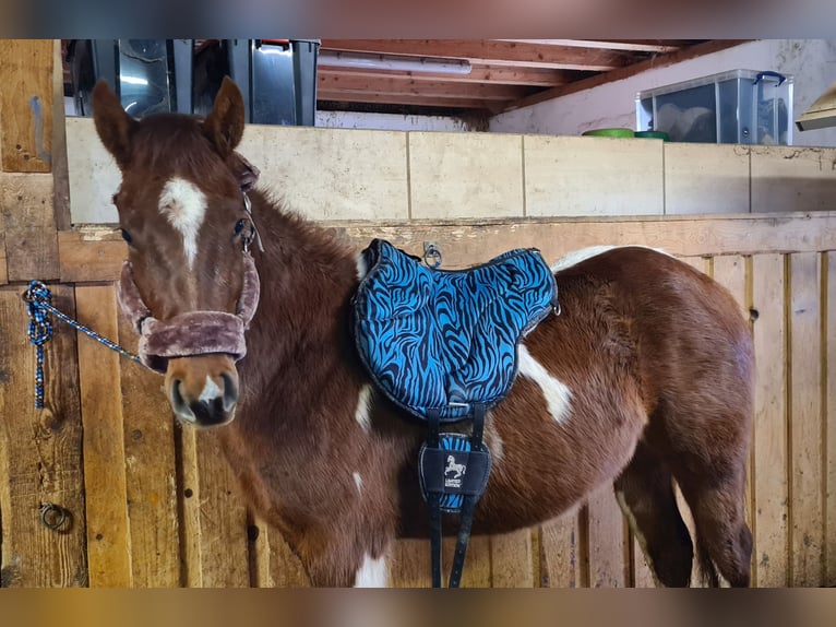 Paint Horse Stute 3 Jahre 147 cm Tobiano-alle-Farben in Heinzenbach