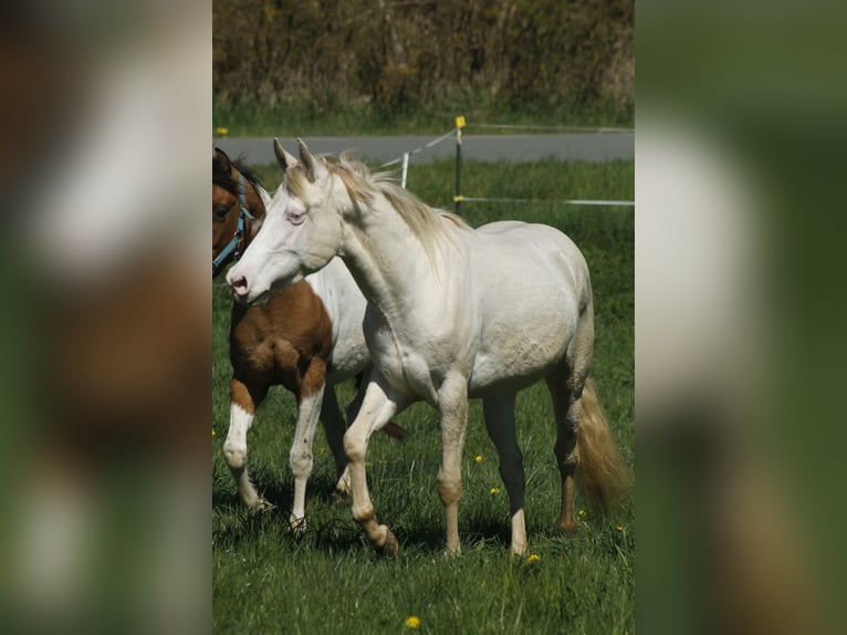Paint Horse Stute 3 Jahre 148 cm Perlino in Warburg