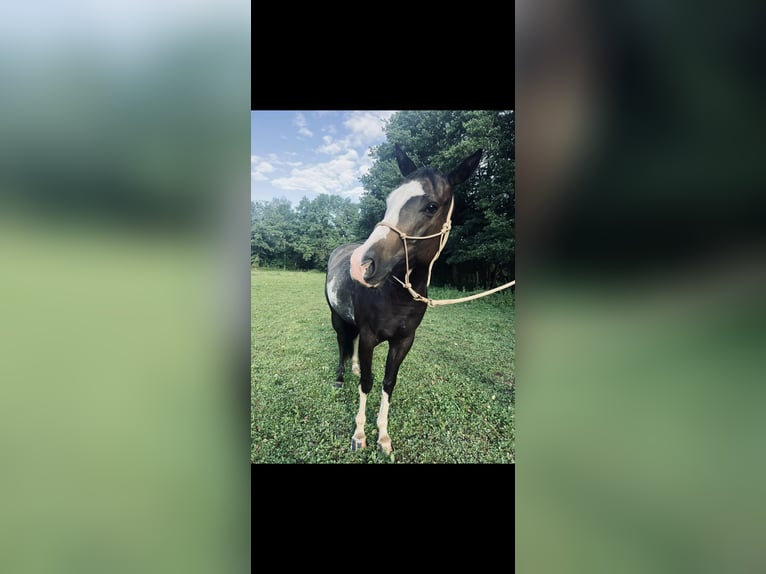 Paint Horse Stute 3 Jahre 148 cm Rabicano in Pichl bei Wels