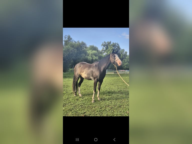 Paint Horse Stute 3 Jahre 148 cm Rabicano in Pichl bei Wels