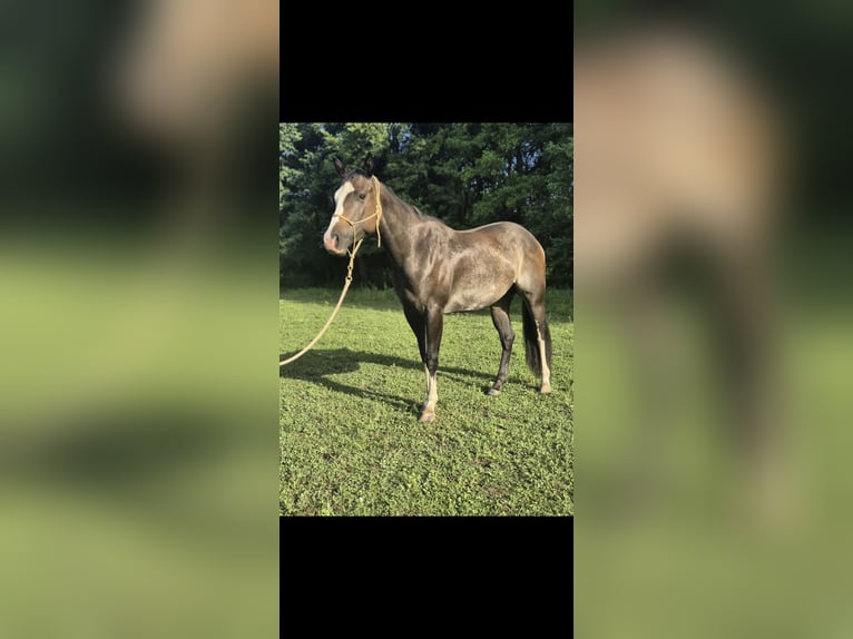 Paint Horse Stute 3 Jahre 148 cm Rabicano in Pichl bei Wels