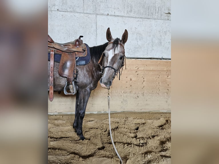 Paint Horse Stute 3 Jahre 150 cm Fuchs in Eggenthal