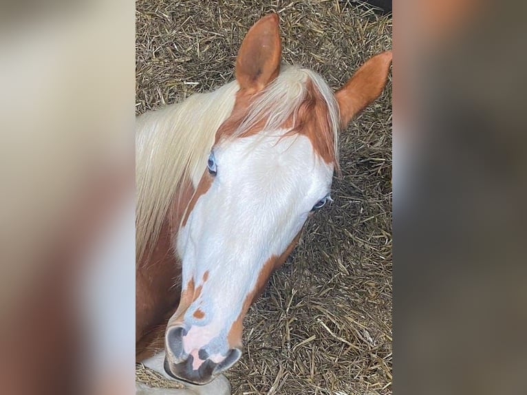 Paint Horse Stute 3 Jahre 150 cm Tobiano-alle-Farben in Ankum