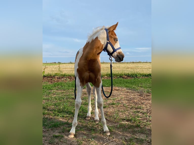 Paint Horse Stute 3 Jahre 150 cm Tobiano-alle-Farben in Ankum