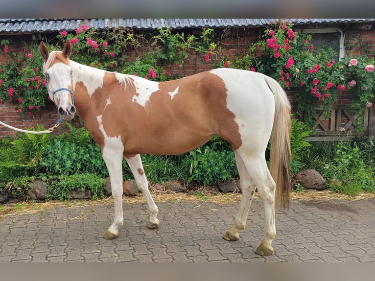 Paint Horse Stute 3 Jahre 150 cm Tobiano-alle-Farben in Ankum