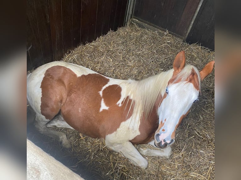 Paint Horse Stute 3 Jahre 150 cm Tobiano-alle-Farben in Ankum