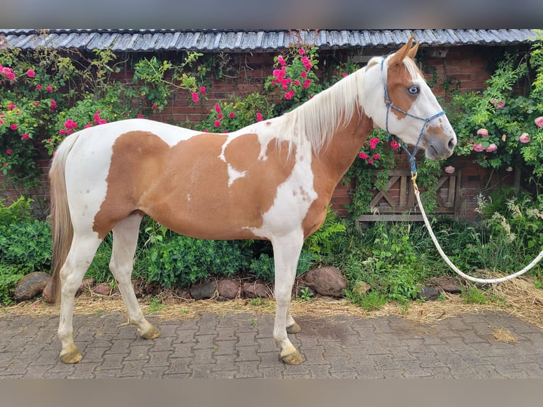 Paint Horse Stute 3 Jahre 150 cm Tobiano-alle-Farben in Ankum