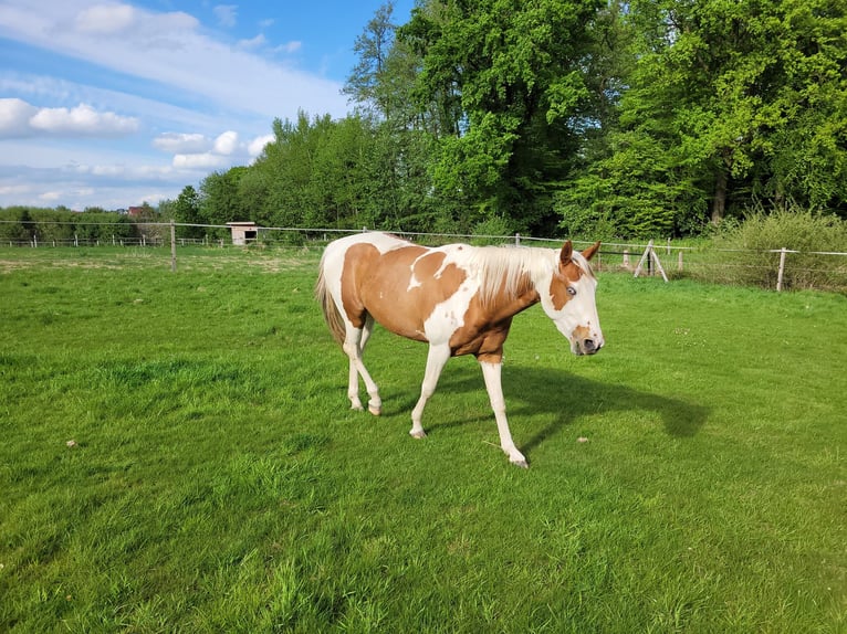 Paint Horse Stute 3 Jahre 150 cm Tobiano-alle-Farben in Ankum