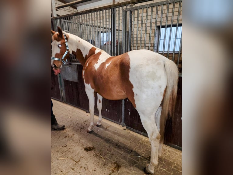 Paint Horse Stute 3 Jahre 150 cm Tobiano-alle-Farben in Ankum