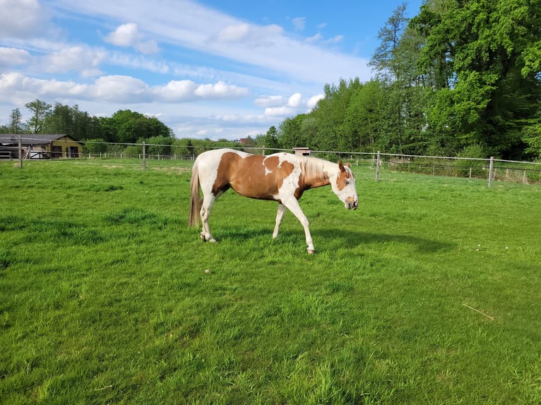 Paint Horse Stute 3 Jahre 150 cm Tobiano-alle-Farben in Ankum