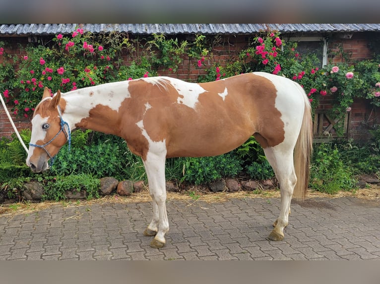 Paint Horse Stute 3 Jahre 150 cm Tobiano-alle-Farben in Ankum