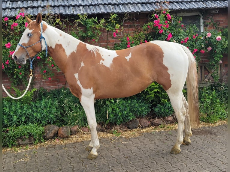 Paint Horse Stute 3 Jahre 150 cm Tobiano-alle-Farben in Ankum