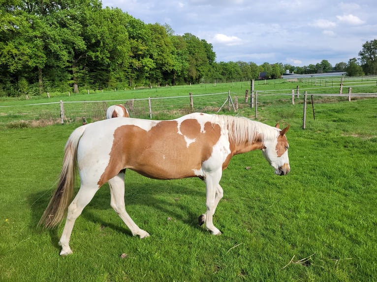 Paint Horse Stute 3 Jahre 150 cm Tobiano-alle-Farben in Ankum