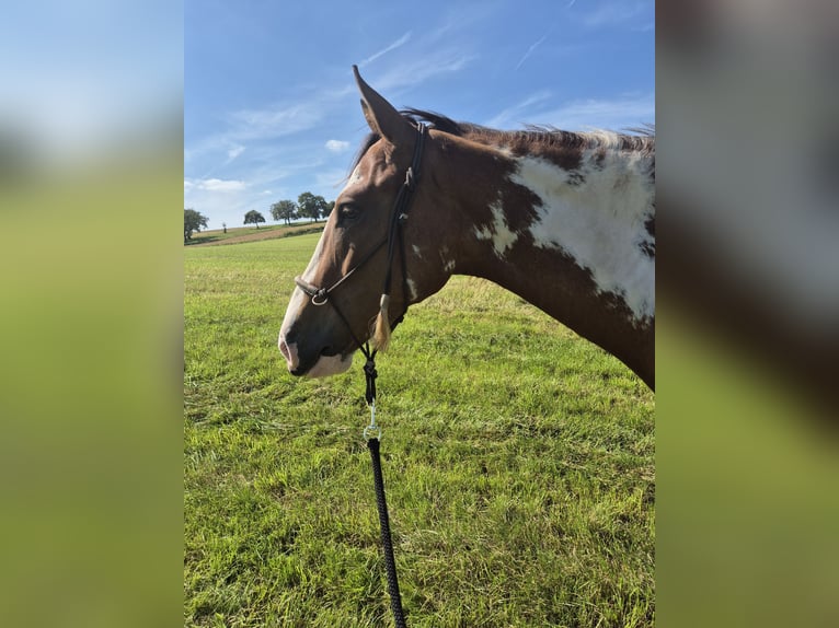 Paint Horse Mix Stute 3 Jahre 151 cm Overo-alle-Farben in Bexbach- Höchen