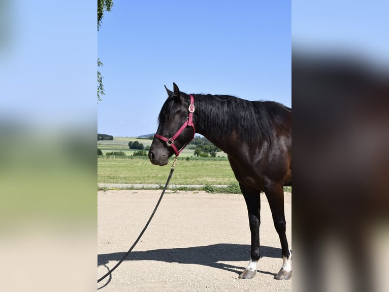 Paint Horse Stute 3 Jahre 153 cm Tobiano-alle-Farben in Alberndorf