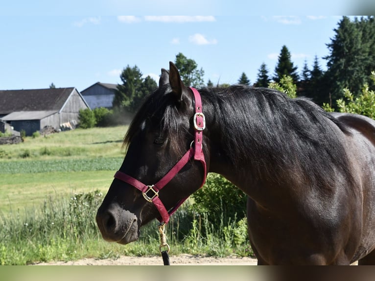 Paint Horse Stute 3 Jahre 153 cm Tobiano-alle-Farben in Alberndorf