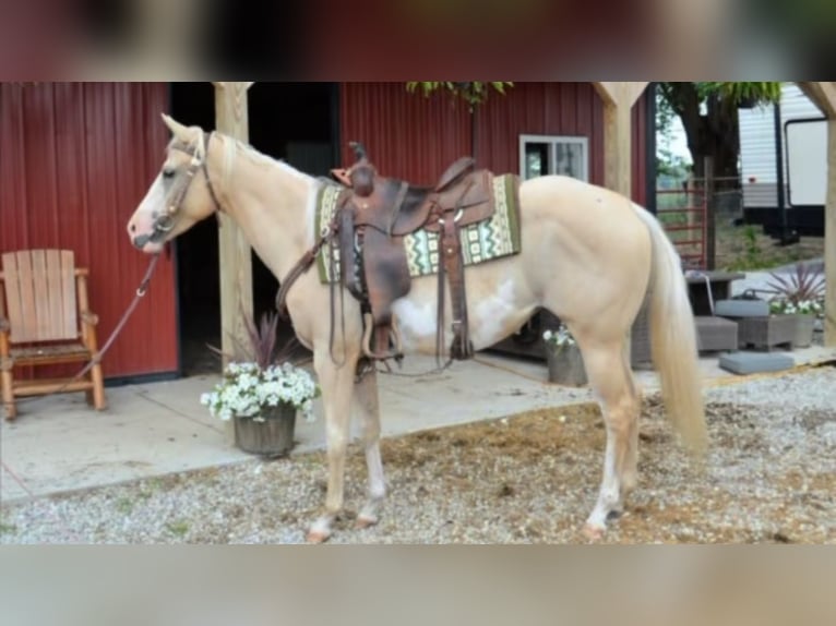 Paint Horse Stute 3 Jahre 155 cm Overo-alle-Farben in Mantua