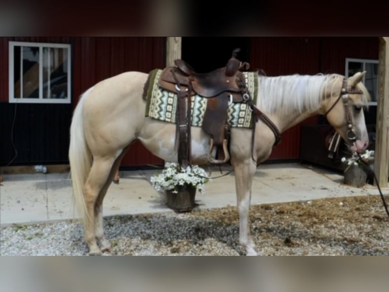 Paint Horse Stute 3 Jahre 155 cm Overo-alle-Farben in Mantua
