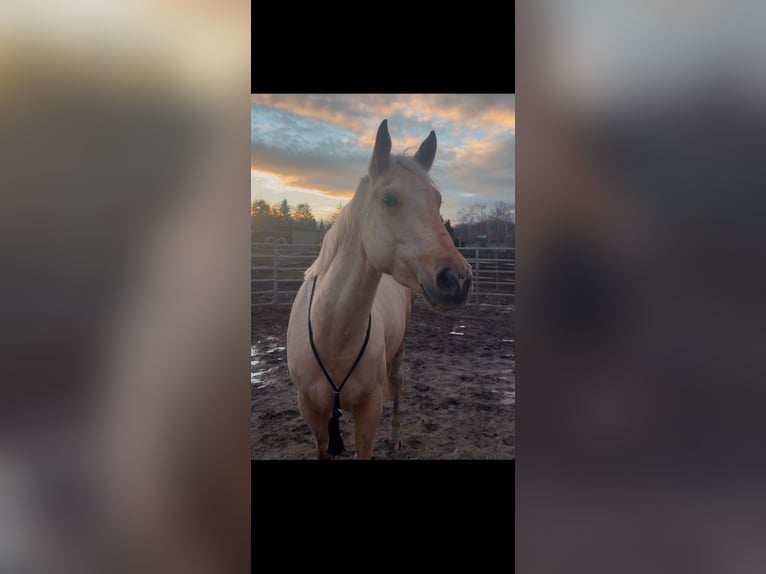Paint Horse Stute 3 Jahre 155 cm Palomino in Biendorf Paint Horse Stute 3 Jahre 155 cm Palomino in Biendorf
