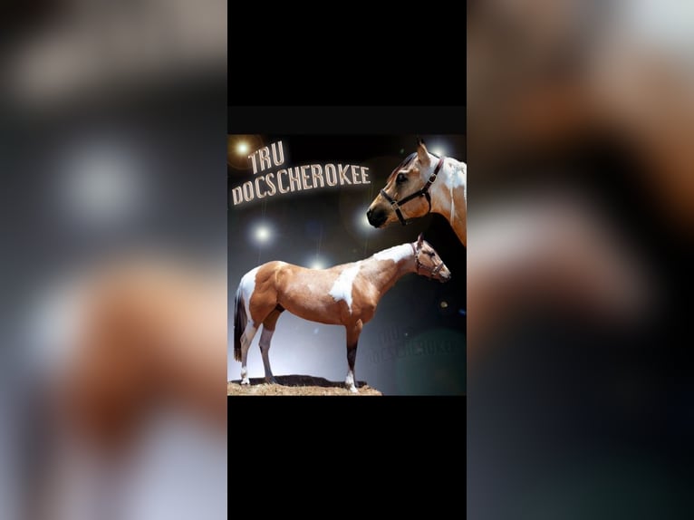 Paint Horse Stute 3 Jahre 155 cm Palomino in Biendorf Paint Horse Stute 3 Jahre 155 cm Palomino in Biendorf