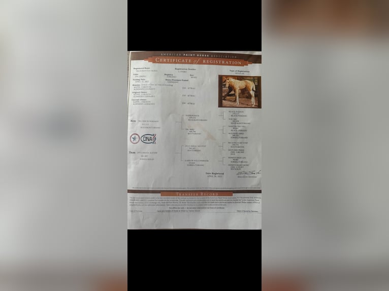 Paint Horse Stute 3 Jahre 155 cm Palomino in Biendorf Paint Horse Stute 3 Jahre 155 cm Palomino in Biendorf