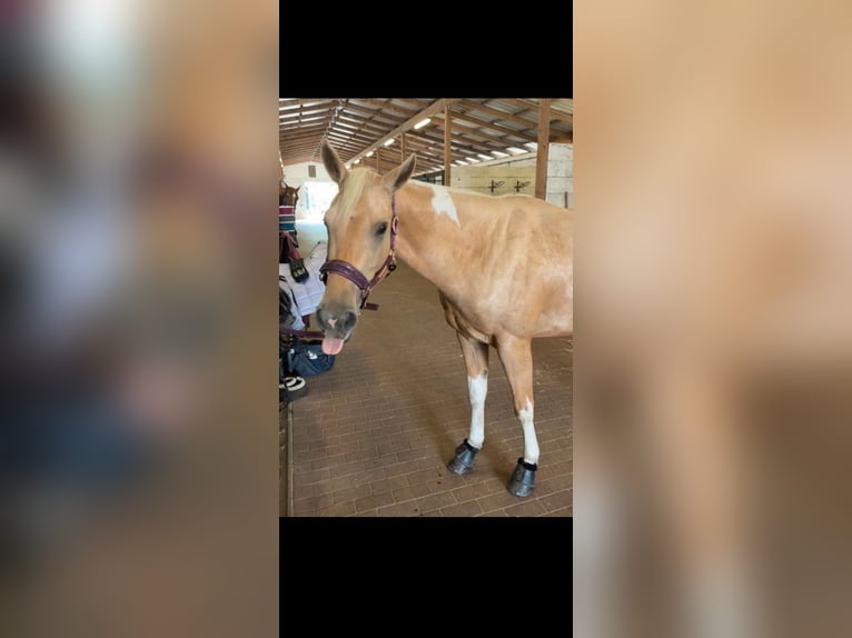 Paint Horse Stute 3 Jahre 155 cm Palomino in Biendorf Paint Horse Stute 3 Jahre 155 cm Palomino in Biendorf