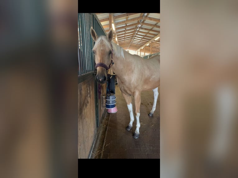Paint Horse Stute 3 Jahre 155 cm Palomino in Biendorf Paint Horse Stute 3 Jahre 155 cm Palomino in Biendorf