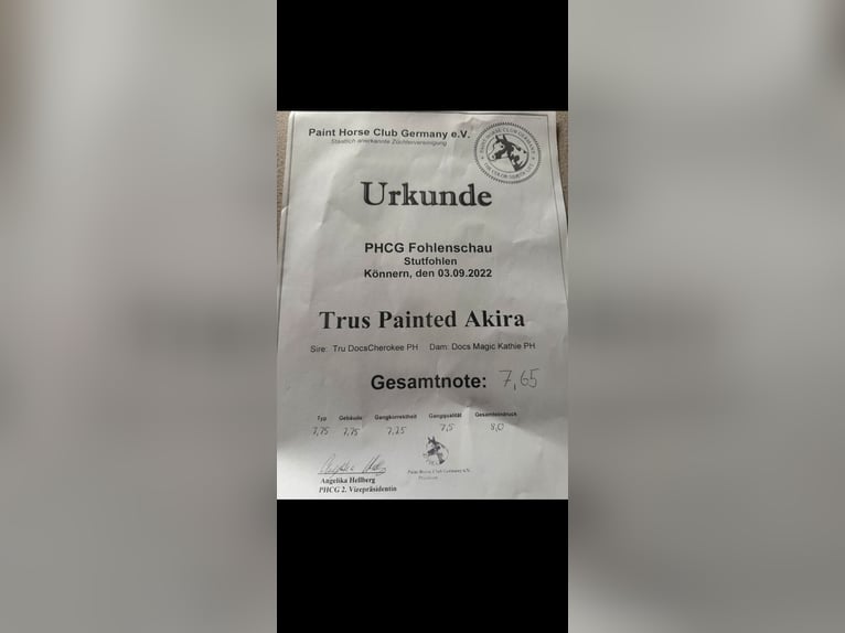 Paint Horse Stute 3 Jahre 155 cm Palomino in Biendorf Paint Horse Stute 3 Jahre 155 cm Palomino in Biendorf