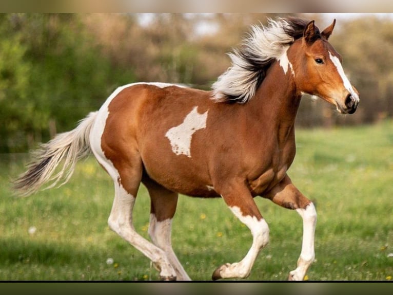 Paint Horse Stute 3 Jahre 155 cm Tobiano-alle-Farben in Mettmann Paint Horse Stute 3 Jahre 155 cm Tobiano-alle-Farben in Mettmann