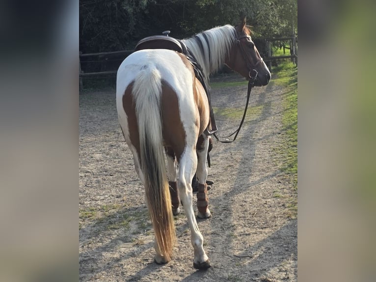 Paint Horse Stute 3 Jahre 155 cm Tobiano-alle-Farben in Mettmann Paint Horse Stute 3 Jahre 155 cm Tobiano-alle-Farben in Mettmann