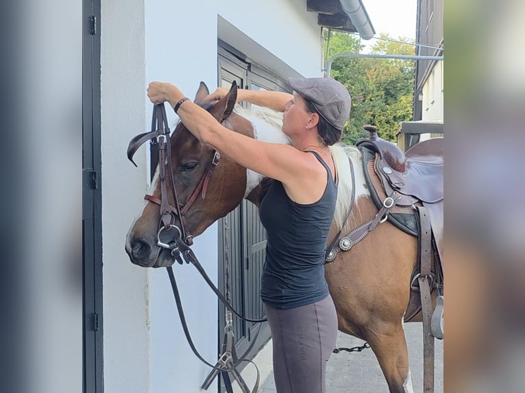 Paint Horse Stute 3 Jahre 155 cm Tobiano-alle-Farben in Mettmann