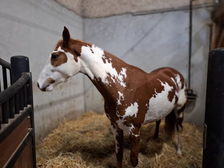 Paint Horse Stute 3 Jahre 160 cm Schecke in saint piere les ettieux