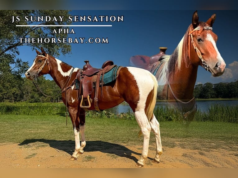 Paint Horse Stute 3 Jahre 160 cm Tobiano-alle-Farben in Palestine, TX