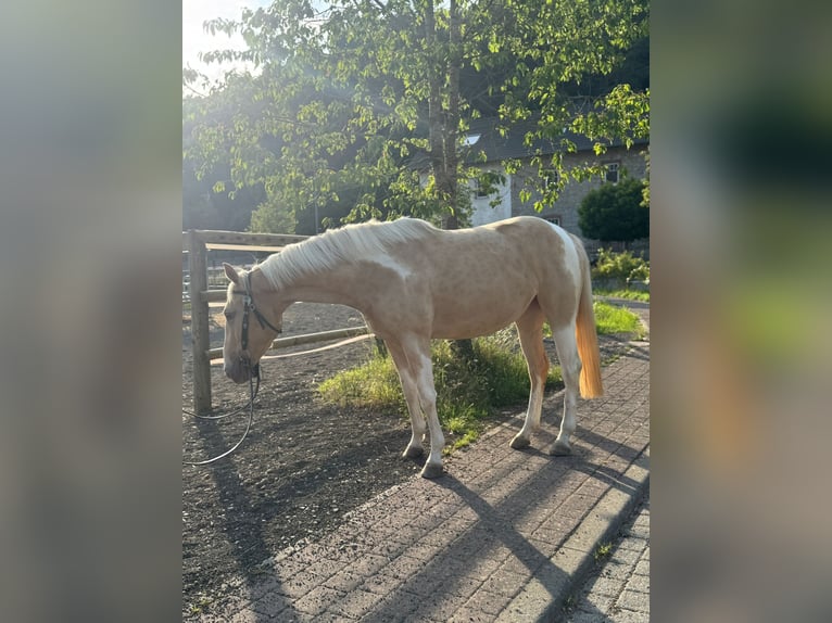 Paint Horse Mix Stute 3 Jahre 161 cm Palomino in &#xDC;xheim