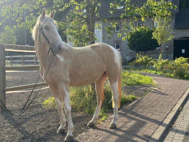 Paint Horse Mix Stute 3 Jahre 161 cm Palomino in &#xDC;xheim