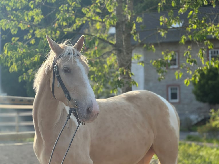 Paint Horse Mix Stute 3 Jahre 161 cm Palomino in &#xDC;xheim