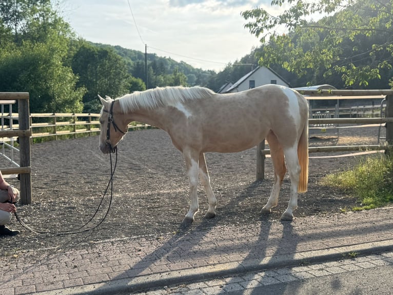 Paint Horse Mix Stute 3 Jahre 161 cm Palomino in &#xDC;xheim