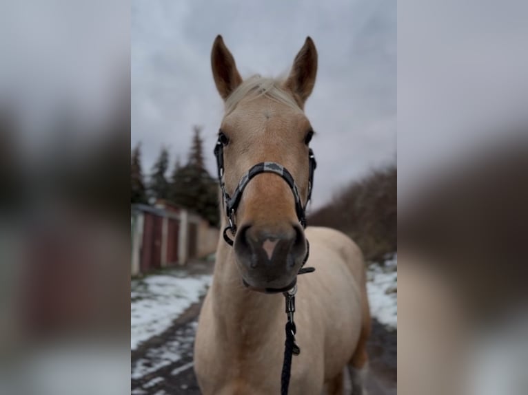 Paint Horse Stute 3 Jahre Palomino in Biendorf