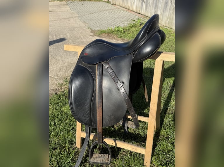 Paint Horse Stute 3 Jahre Palomino in Biendorf