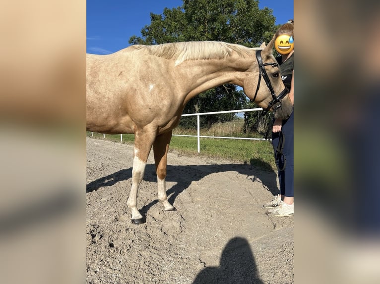 Paint Horse Stute 3 Jahre Palomino in Biendorf