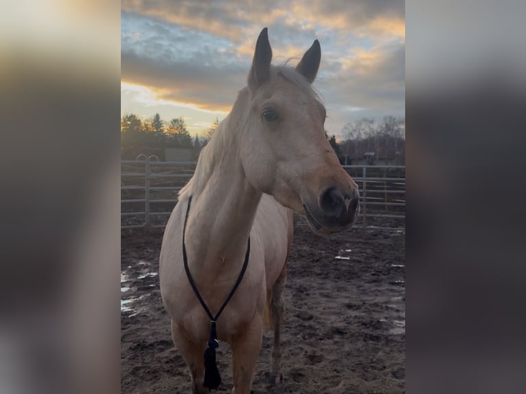Paint Horse Stute 3 Jahre Palomino in Biendorf