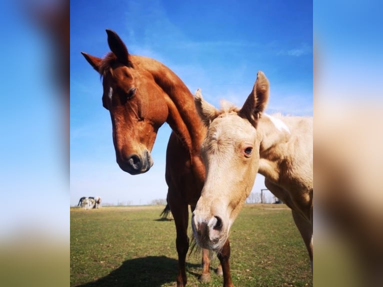 Paint Horse Stute 3 Jahre Palomino in Biendorf