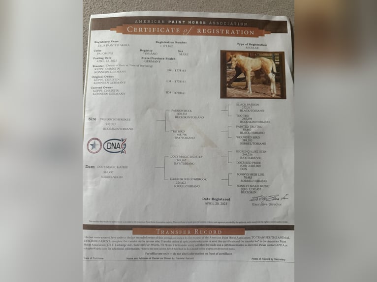 Paint Horse Stute 3 Jahre Palomino in Biendorf