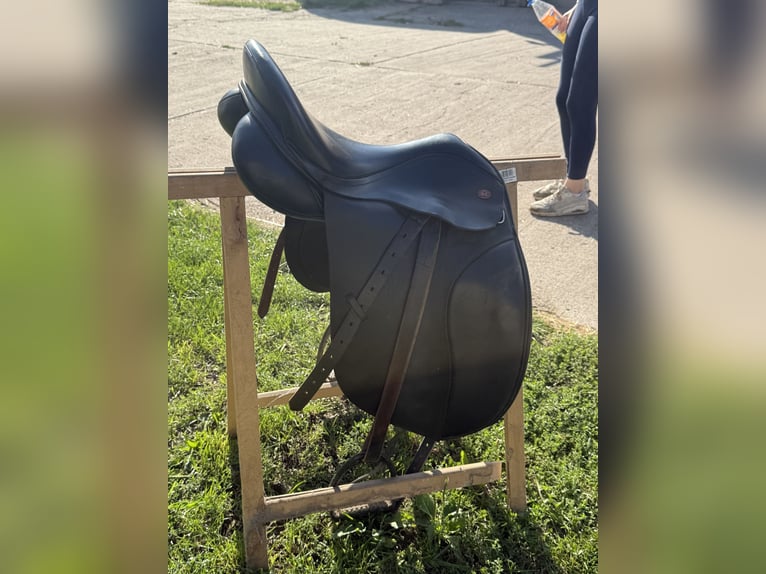 Paint Horse Stute 3 Jahre Palomino in Biendorf