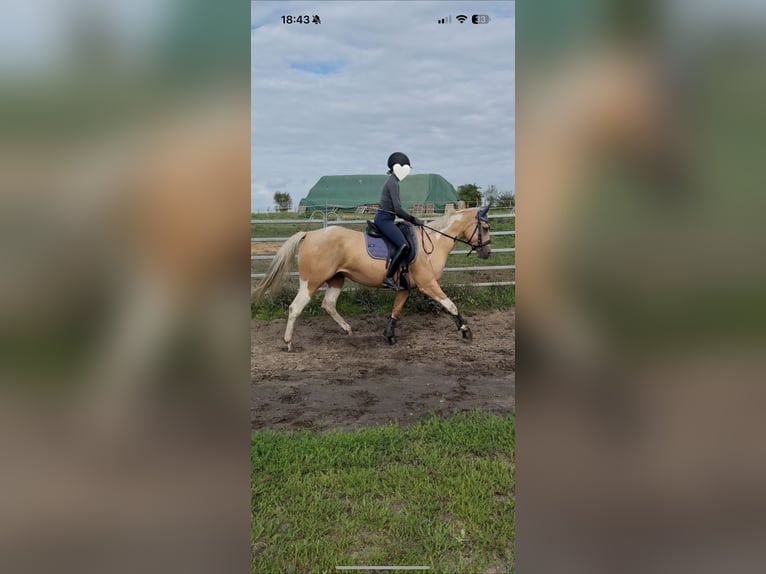 Paint Horse Stute 3 Jahre Palomino in Biendorf
