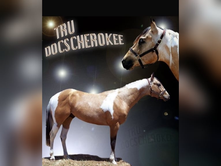 Paint Horse Stute 3 Jahre Palomino in Biendorf