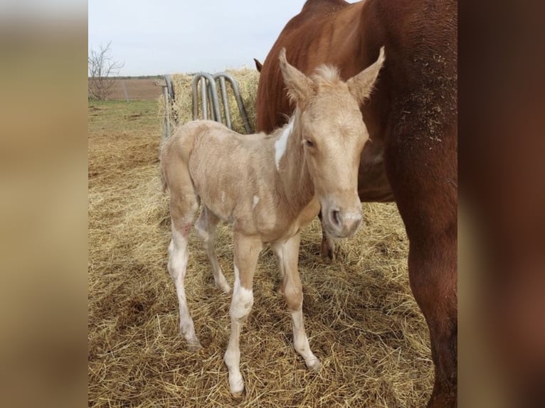 Paint Horse Stute 3 Jahre Palomino in Biendorf
