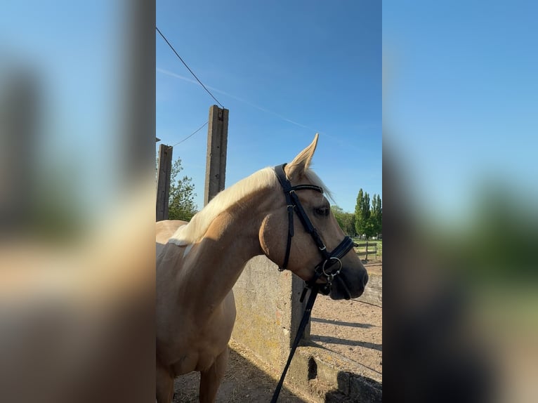 Paint Horse Stute 3 Jahre Palomino in Biendorf
